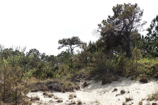 Jockey's Ridge