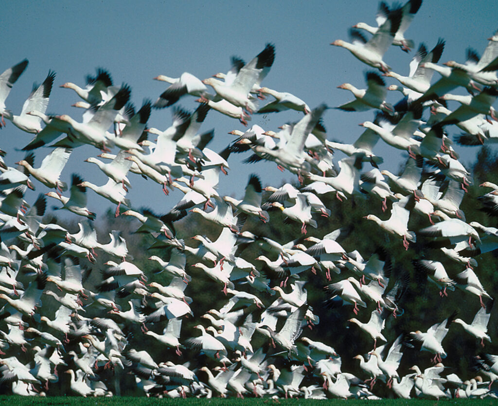 Mackay Island National Wildlife Refuge Snow Geese