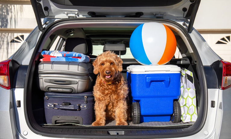 Outer Banks Pet Friendly Vacation Rentals