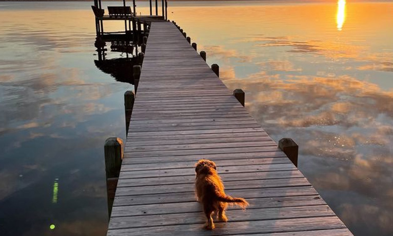 Dog at Soundfront OBX Rental
