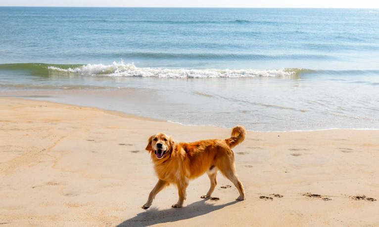 Dog playing on Outer Banks beach