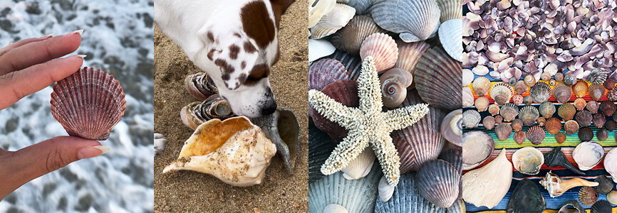 Outer Banks shell guide