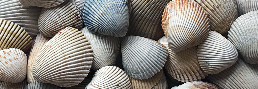 Atlantic Giant Cockle Shells