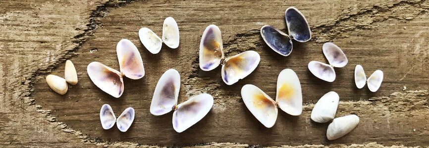 Coquina shells
