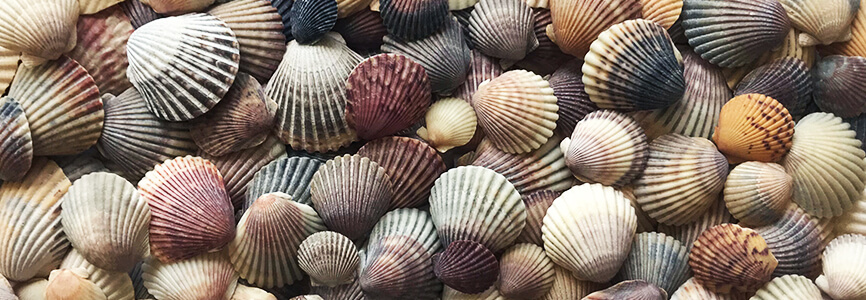 scallop shells