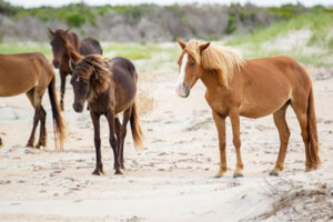 How Can I Visit The Wild Horses In Corolla, Outer Banks?