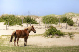 Wild Horses Of The Outer Banks