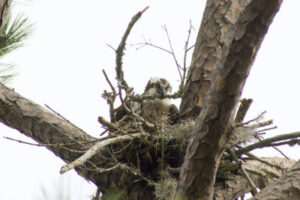 The Osprey of the Outer Banks