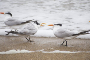 Shorebirds – Gulls and Others