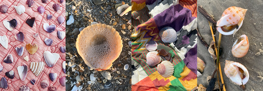 Outer Banks seashell photos