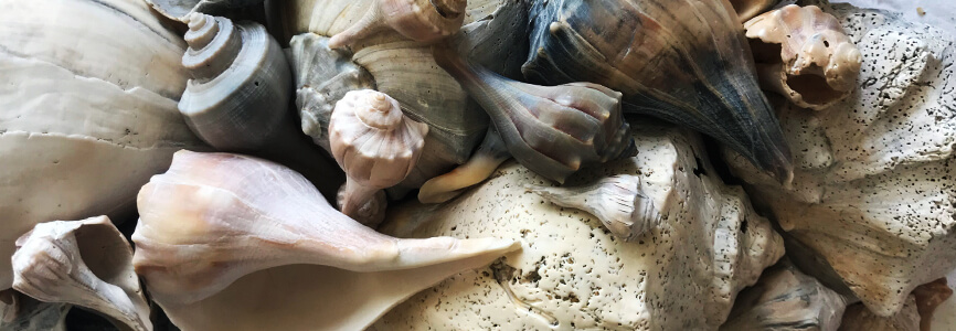 Whelk shells